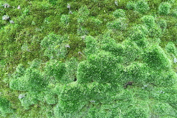 Moss covering stone walls (texture)