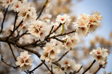 Flores del almendro en floración atardecer fondo vídeo