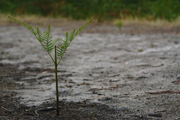Baby cypress tree plant