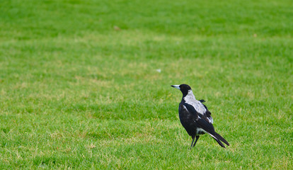 Magpie bird standing on green grass