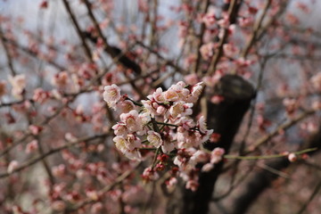 梅の花