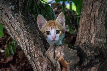 cat on tree