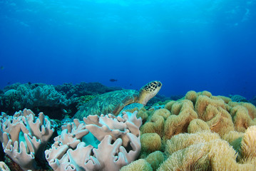 Amazing underwater world - Green turtle - Chelonia mydas. Apo Island, the Philippines. © diveivanov