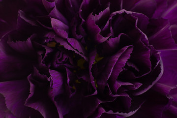 Obraz premium Purple carnation flower