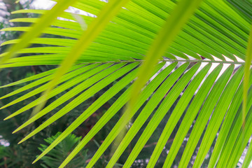 Green tropical leaf background texture.