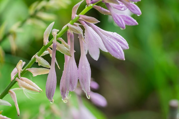 Close up of blooming hosta flower after the rain.