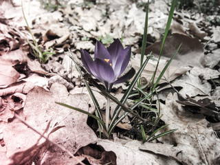 A purple crocus flower between fall leaves