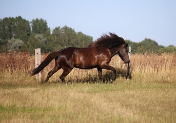 dark icelandic horse is running on the paddock in the sunshine