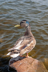 Ducks on the river bank
