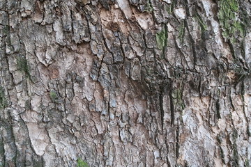 Texture of old big tree