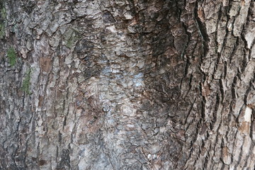Texture of old big tree