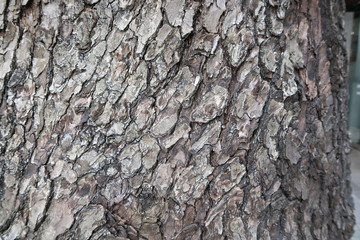 Texture of old big tree