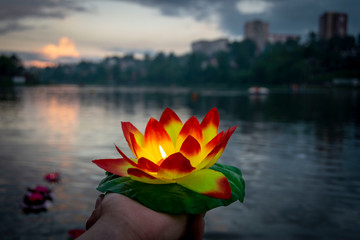 lotus flower in the pond