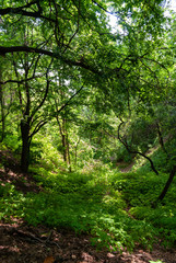 Wild forest and the deep creek mainstrean
