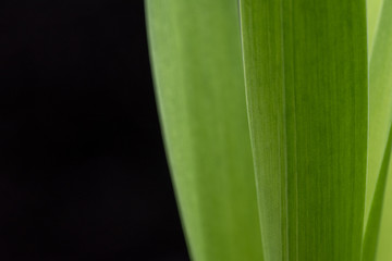 Green Leaves Close up