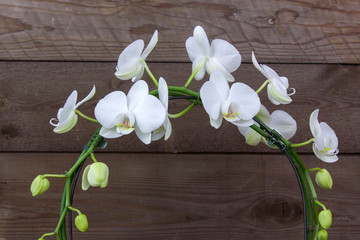 Beautiful white orchid - phalaenopsis