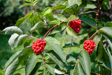 Red berries on the branch beneath the green leaves