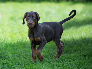 young brown doberman puppy on green grass