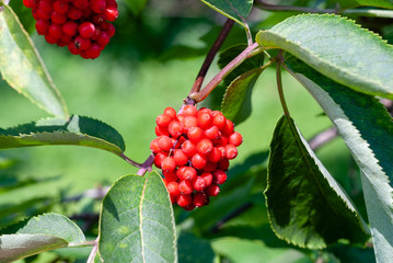 Red berries on the branch beneath the green leaves