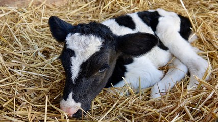 Zwei Tage junges Kalb liegt im Stroh