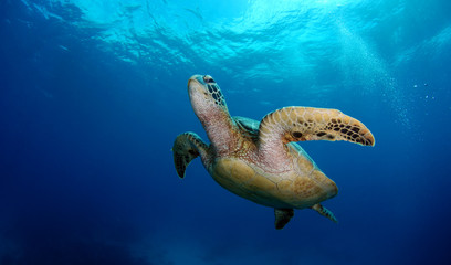 Obraz na płótnie Canvas Amazing underwater world - Green turtle - Chelonia mydas. Apo Island, the Philippines.