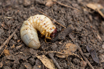 Grub Worms or Rhinoceros Beetle grow in soil on farm which agriculture gardening. Worm insects for eating as food, it is good source of protein edible. Environment and Entomophagy concept.