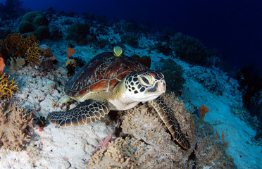 Amazing underwater world - Green turtle - Chelonia mydas. Apo Island, the Philippines.