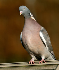 Wood pigeon in urban house garden.