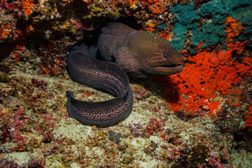 Eel at the Maldives