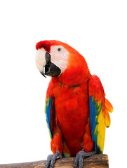 Colorful macaw birds, Parrot isolated on white background of file with Clipping Path .