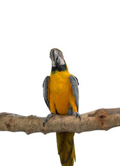 Colorful macaw birds, Parrot isolated on white background of file with Clipping Path .