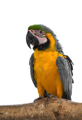 Colorful macaw birds, Parrot isolated on white background of file with Clipping Path .