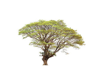Fototapeta na wymiar big tree isolated on white background