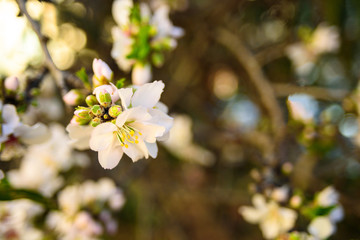 Almond tree flowers