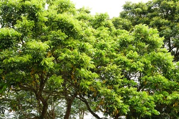 ベトナムの樹木