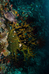Obraz premium Coral Reef at the Maldives 
