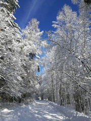 Sunny winter forest and sky
