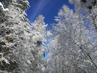Sunny winter forest and sky