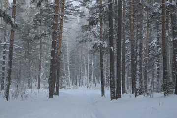 Winter Forest, Russia, Siberia