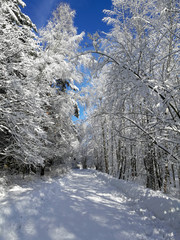 Sunny winter forest and sky