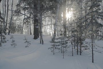 Winter Forest, Russia, Siberia