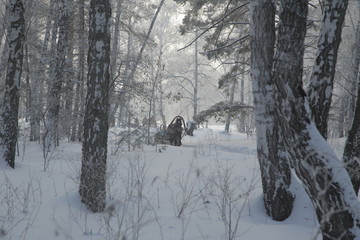 Winter Forest, Russia, Siberia