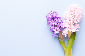 Naklejka na ściany i meble Flowers composition with hyacinths. Spring flowers on color background. Easter concept. Flat lay, top view.