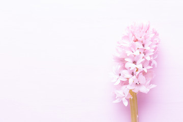 Flowers composition with hyacinths. Spring flowers on color background. Easter concept. Flat lay, top view.