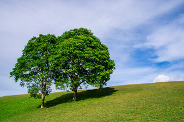 twin trees on green hill