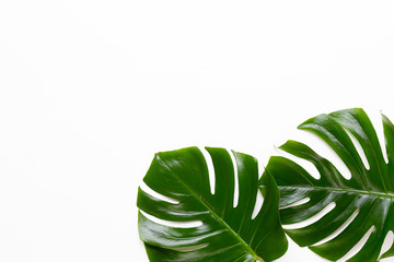 Naklejka na ściany i meble Tropical Jungle Leaf, Monstera, resting on flat surface, on white wooden background.