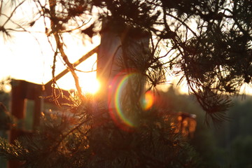 Sunset sun glimpse thru tree leaves