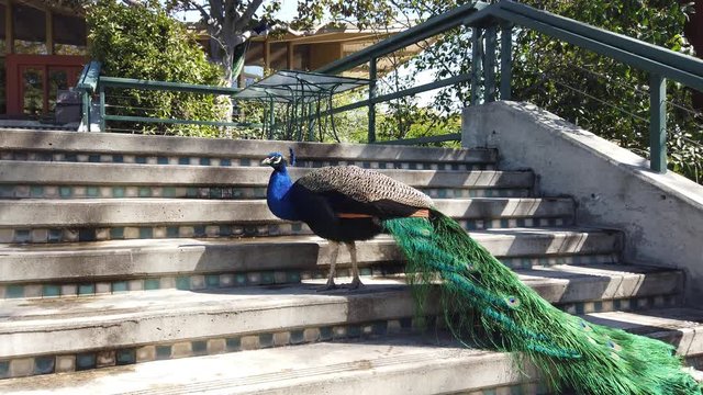 Peacock drinking water in a stair