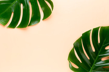 Tropical Jungle Leaf, Monstera, resting on flat surface, on peach background.