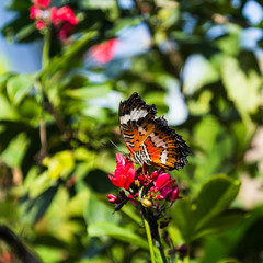 BALI - wilder Schmetterling